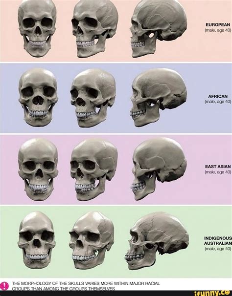 native american skulls are similar to europeans